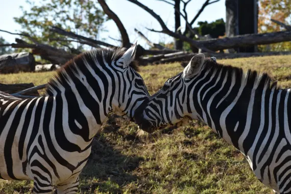 Casino Sticky Wilds Stuðningur